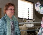 Lammetjes knuffelen op de markt